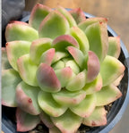 Variegated succulent rosette in pot, layered lime green leaves with pink blush