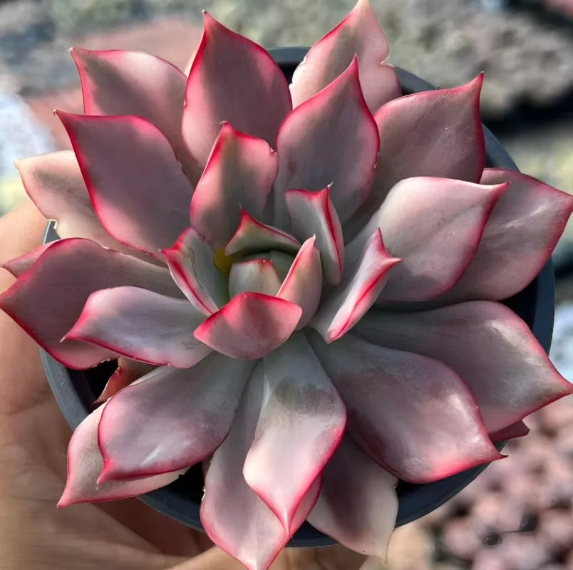 Echeveria lotus succulent lamp, dark burgundy and pink pointed rosette leaves