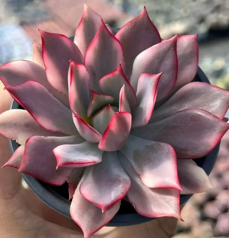 Echeveria lotus succulent lamp, wide rosette of pointed burgundy and pink leaves