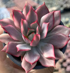 Echeveria lotus succulent lamp, wide rosette of pointed burgundy and pink leaves