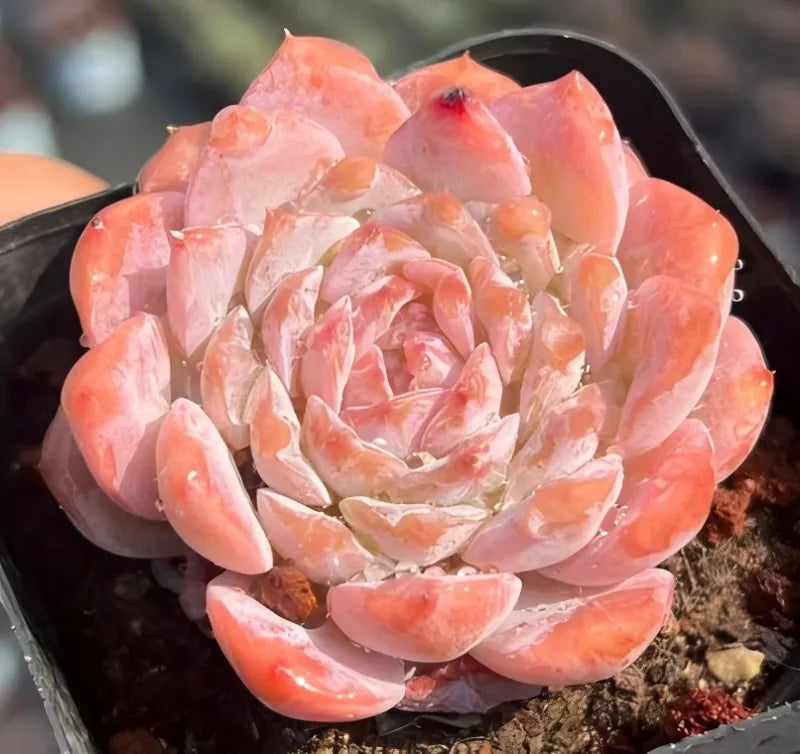 Pink-orange echeveria rosette succulent with curled layered leaves in a pot