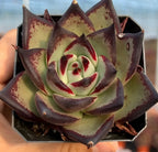 Echeveria agavoides rosette with cream and green leaves, burgundy speckled edges