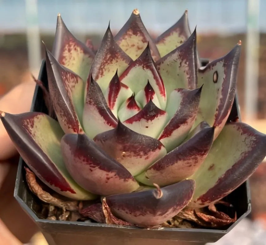 Echeveria agavoides succulent in pot, tight rosette with burgundy speckled leaf tips