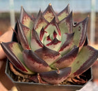 Echeveria agavoides succulent in pot, tight rosette with burgundy speckled leaf tips
