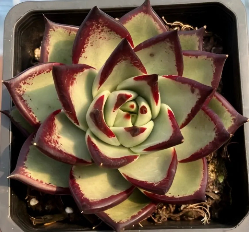 Echeveria agavoides succulent in plastic tray, cream-green rosette with dark speckles