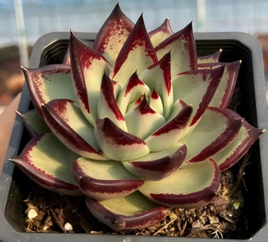 Echeveria agavoides rosette in tray, layered pointed leaves with maroon speckling