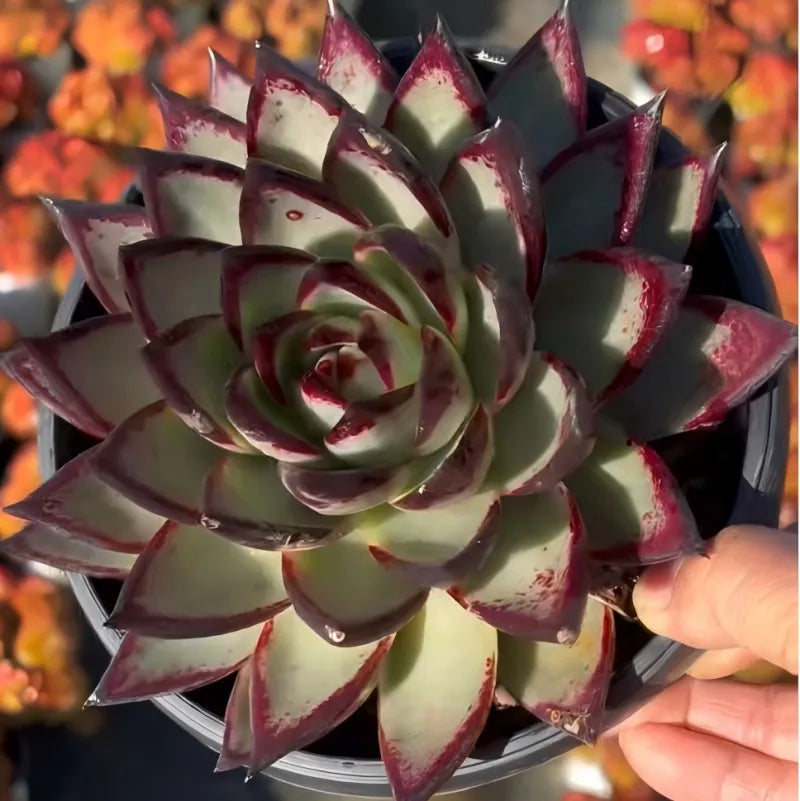 Echeveria agavoides rosette close-up, pale leaves with dark red blotches and tips