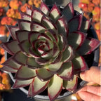 Echeveria agavoides rosette close-up, pale leaves with dark red blotches and tips
