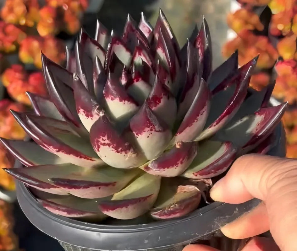 Echeveria agavoides rosette close-up, dark purple outer leaves with red speckles