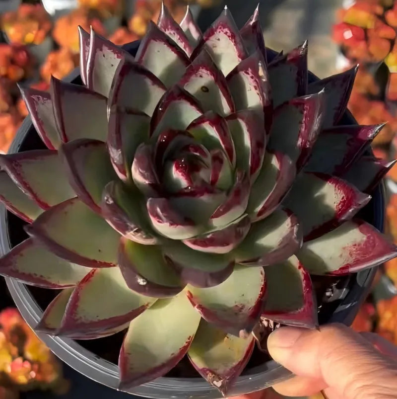 Echeveria agavoides rosette held in hand, pale green core with maroon speckled leaves