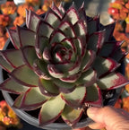 Echeveria agavoides rosette held in hand, pale green core with maroon speckled leaves