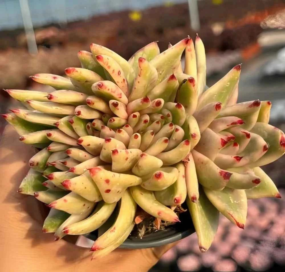 Variegated echeveria rosette in hand, pale yellow-green leaves with red speckles