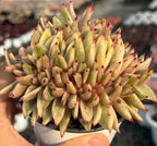 Crested echeveria rosette in shallow pot, pale green leaves with red tips