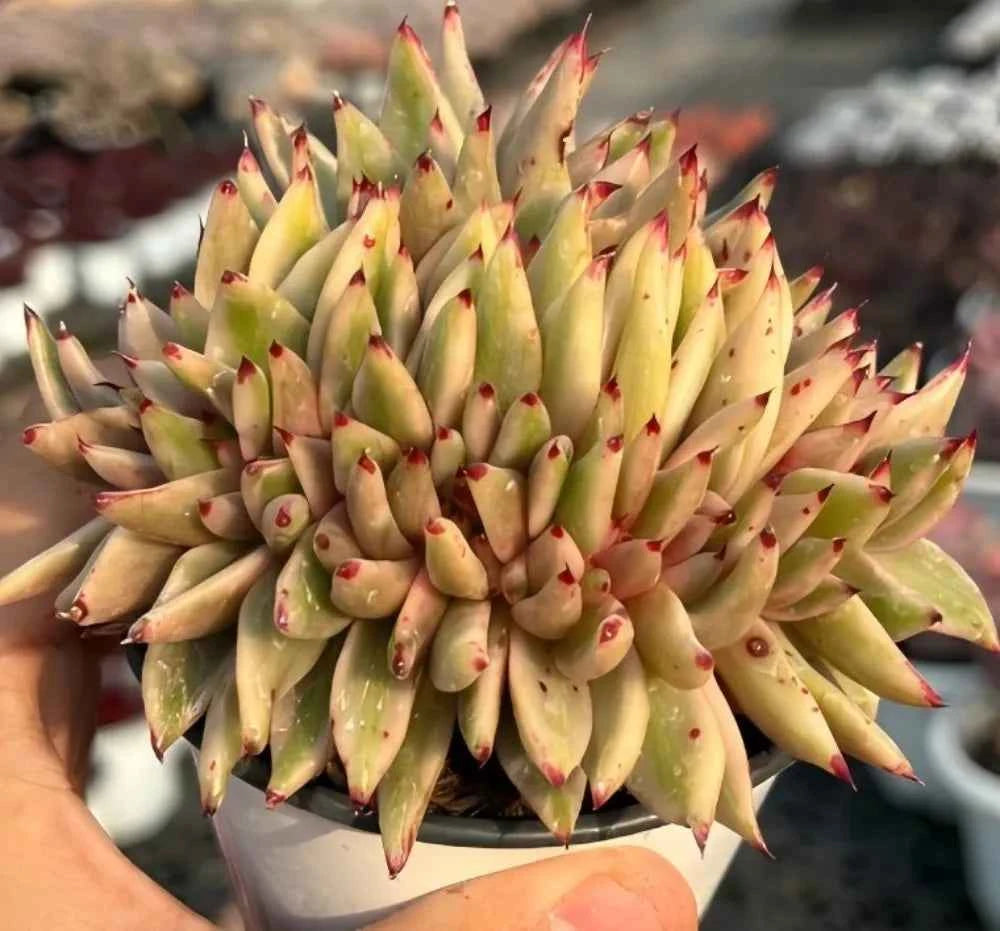 Crested echeveria rosette in shallow pot, pale green leaves with red tips