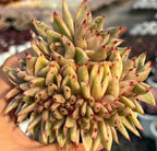 Crested variegated echeveria with pale green rosette and red-tipped leaves