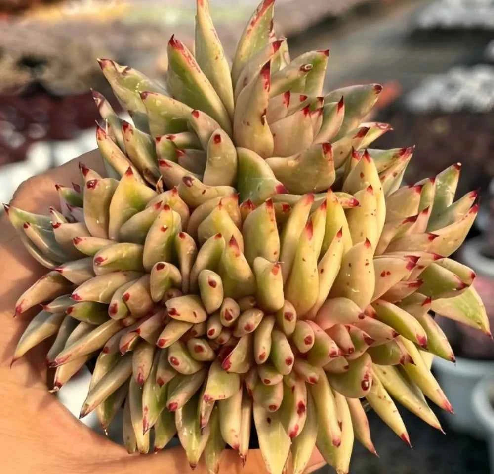 Crested variegated echeveria with pale green rosette and red-tipped leaves