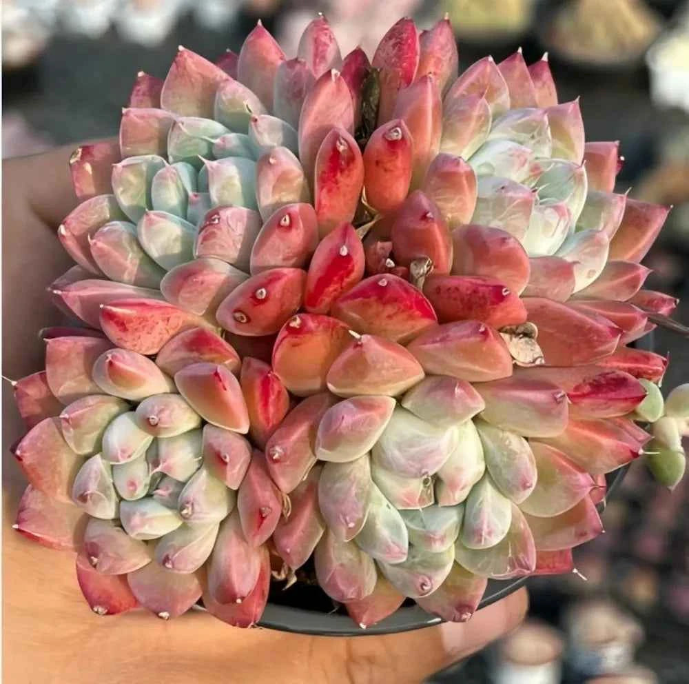 Echeveria succulent rosette with pale green and pink pointed leaves