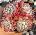 Echeveria succulent rosette with pale green and pink pointed leaves