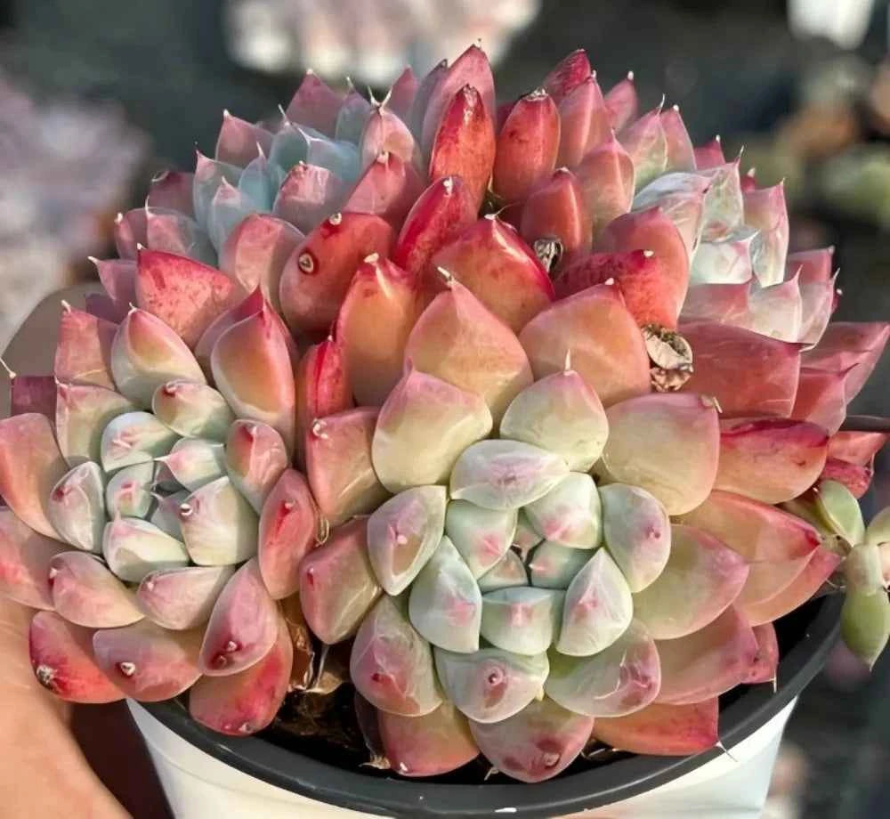 Echeveria succulent rosette with red centers and pale green outer leaves