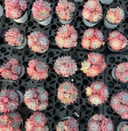 Assorted small Echeveria rosette succulents in pink, peach, and pale green pots