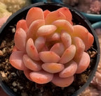 Succulent rosette with peach-orange oval leaves in a pot
