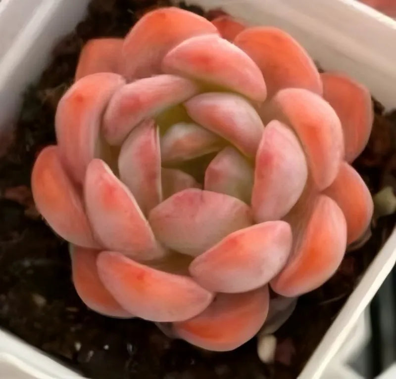 Succulent rosette with orange curved leaves and a green inner center