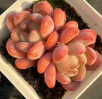 Succulent rosette cluster in white planter, orange tips on pale green leaves
