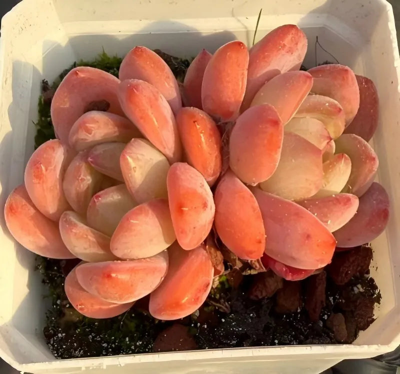 Succulent rosette cluster in white planter, peach-orange and pale green leaves