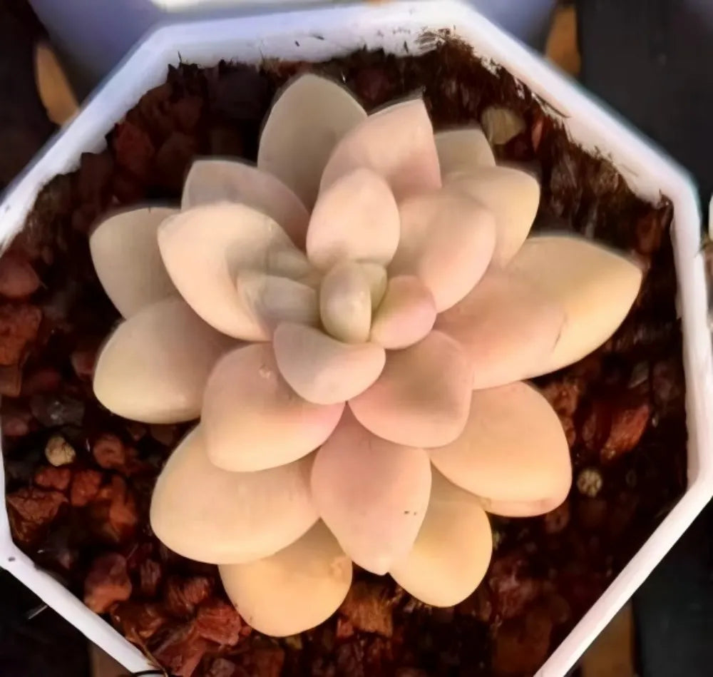Cream variegated succulent rosette with pale center, tightly layered fleshy petals