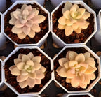 Cream variegated succulent rosette in a hex pot, layered fleshy petals