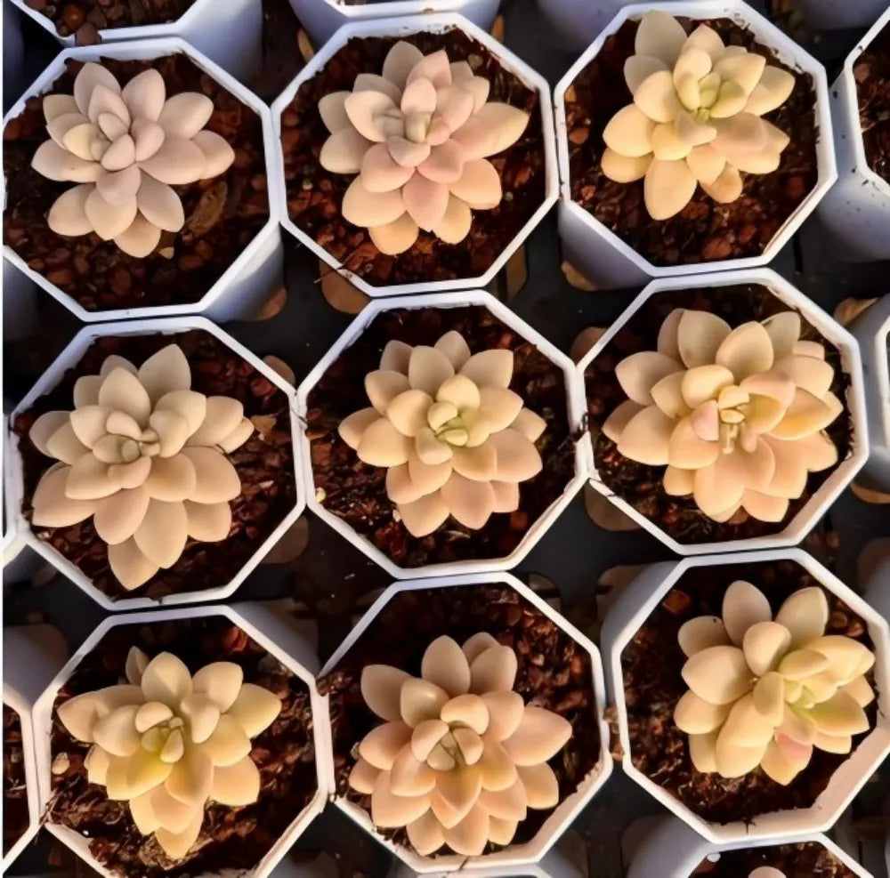 Multiple cream variegated succulent rosettes in hex planters, rounded layered leaves