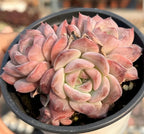 Pink and peach rosette succulent cluster in a black pot