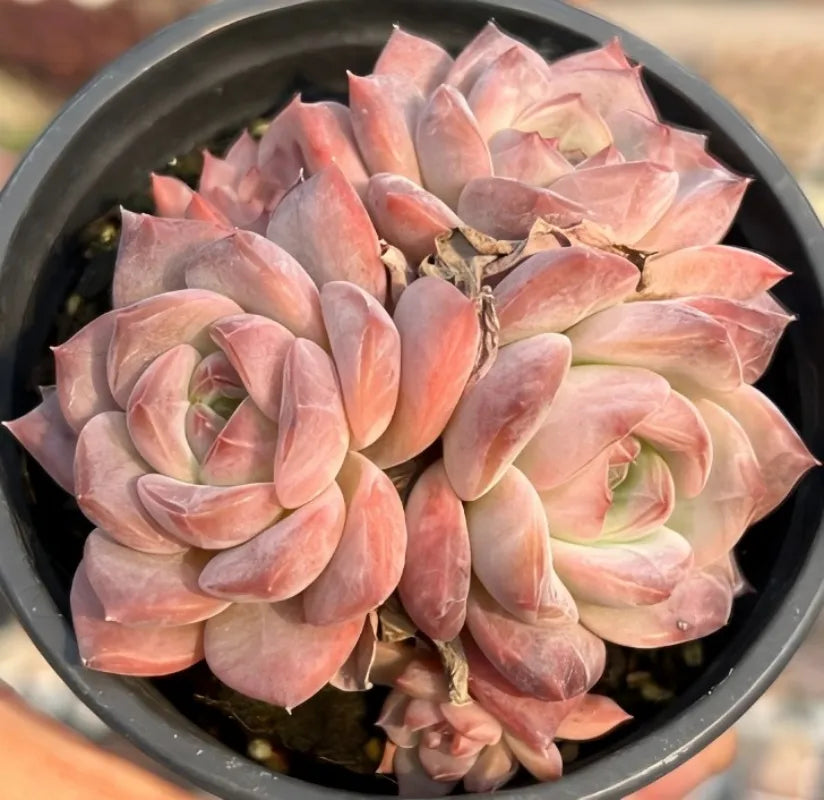 Pink and peach rosette succulents clustered in a black pot