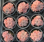 Multiple pink and peach rosette succulents in small black pots