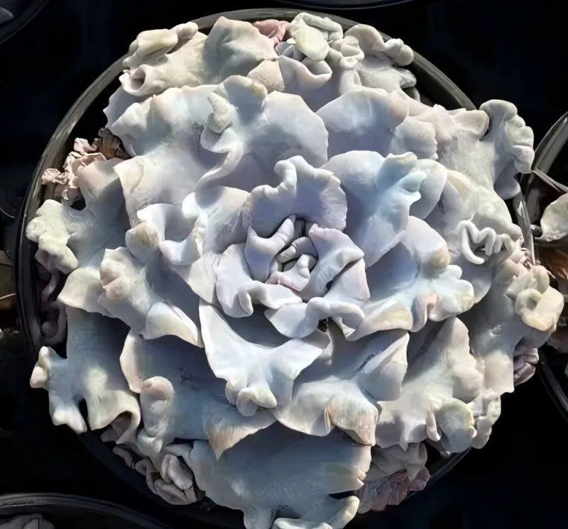 Echeveria Ballerina succulent rosette, pale blue ruffled leaves in a single pot