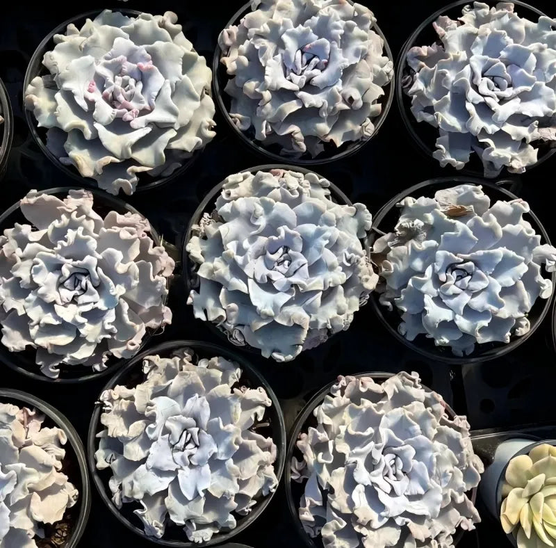 Echeveria Ballerina succulent rosettes in small pots, pale blue-white ruffled leaves