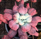 Succulent rosette with pink purple textured leaves and pale blue center