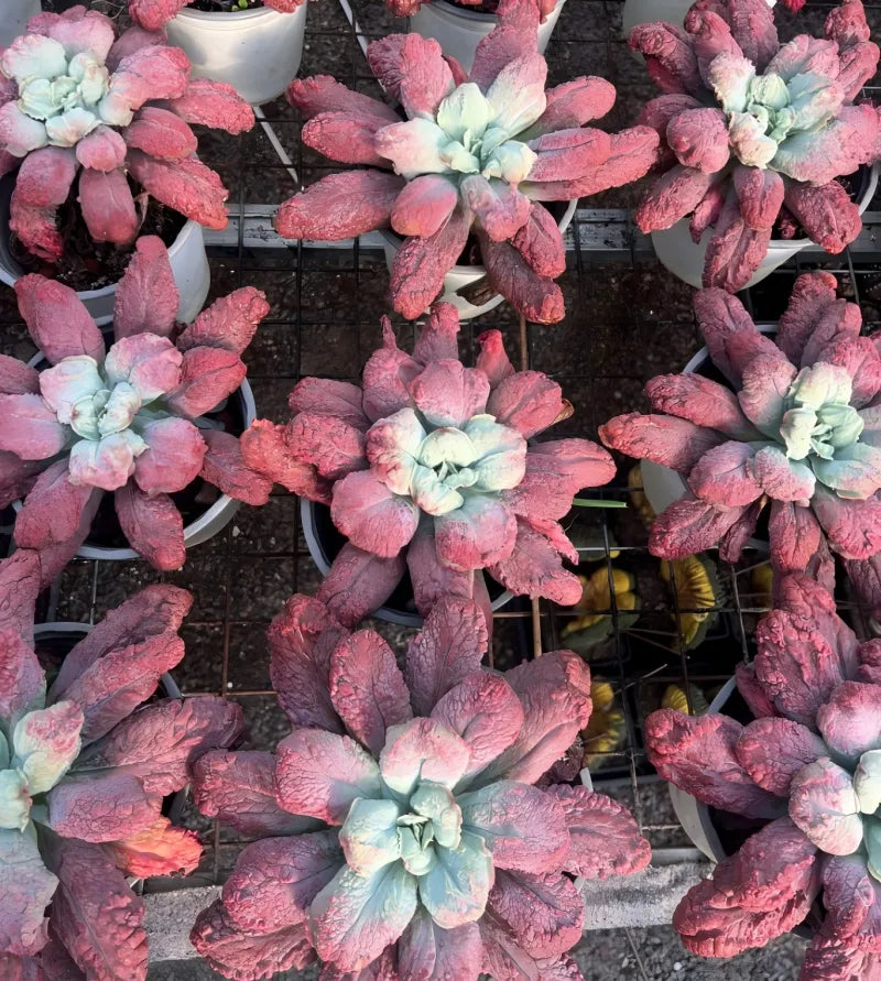 Succulent rosette cluster with dusty pink leaves and pale blue centers