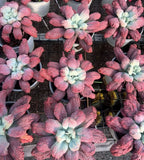 Succulent rosette cluster with dusty pink leaves and pale blue centers