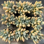 Variegated echeveria succulent rosette with layered green and cream leaves