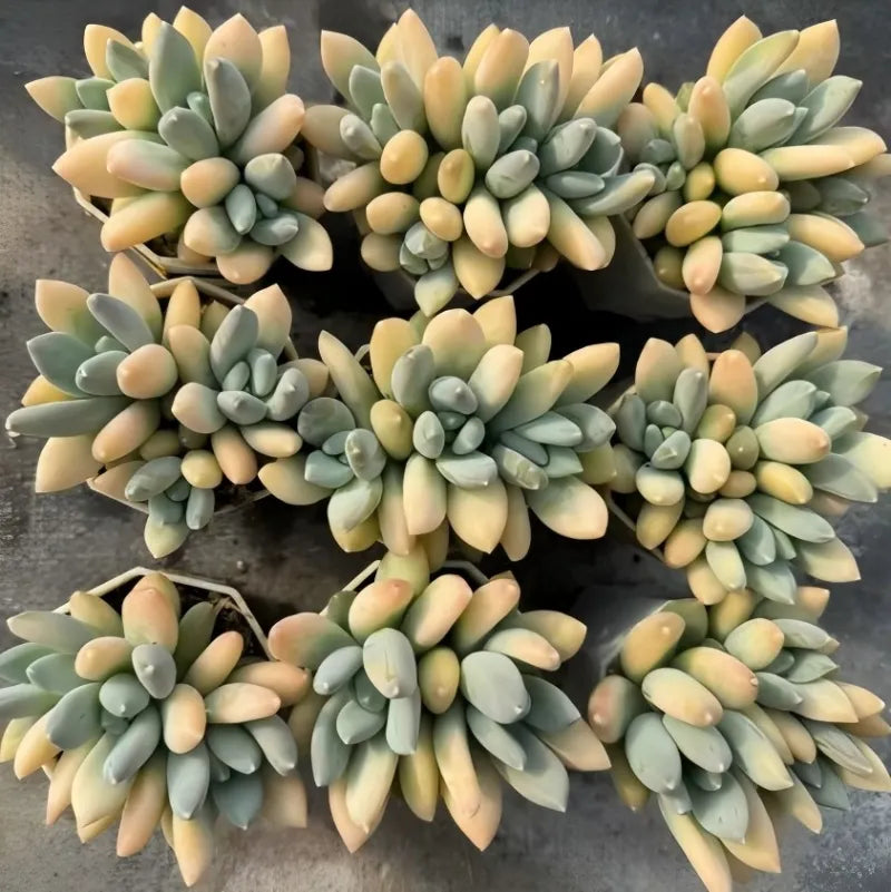 Variegated echeveria succulent rosette with layered green and cream leaves