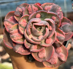 Pink echeveria succulent rosette with layered leaves in a terracotta pot
