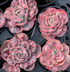 Set of pink echeveria succulent rosettes in black plastic trays
