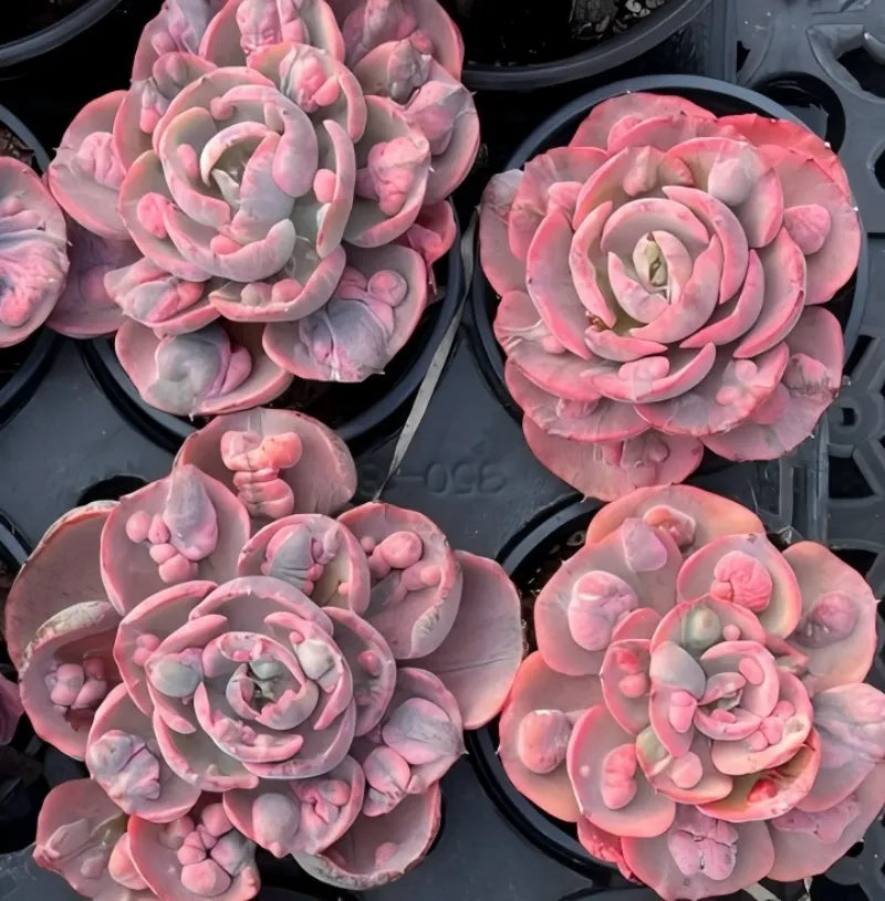 Set of pink echeveria succulent rosettes in black plastic trays