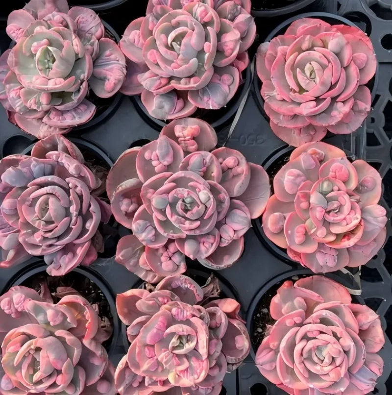 Multiple pink echeveria succulent rosettes in black trays