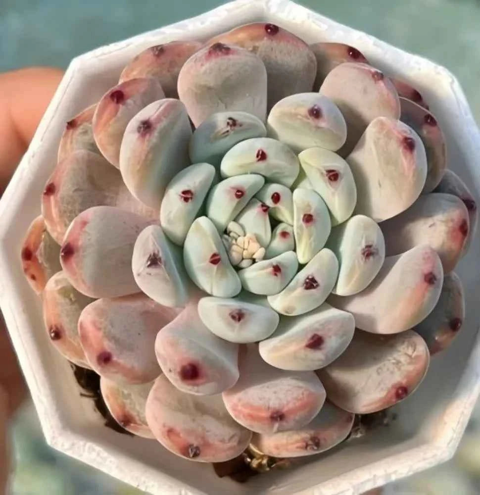 Echeveria Bianca rosette succulent in white pot, pale gray-green leaves