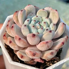 Echeveria Bianca rosette succulent in white tray, pale green leaves with red tips