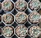 Echeveria Bianca rosette succulents in white hex pots, pale gray-green leaves