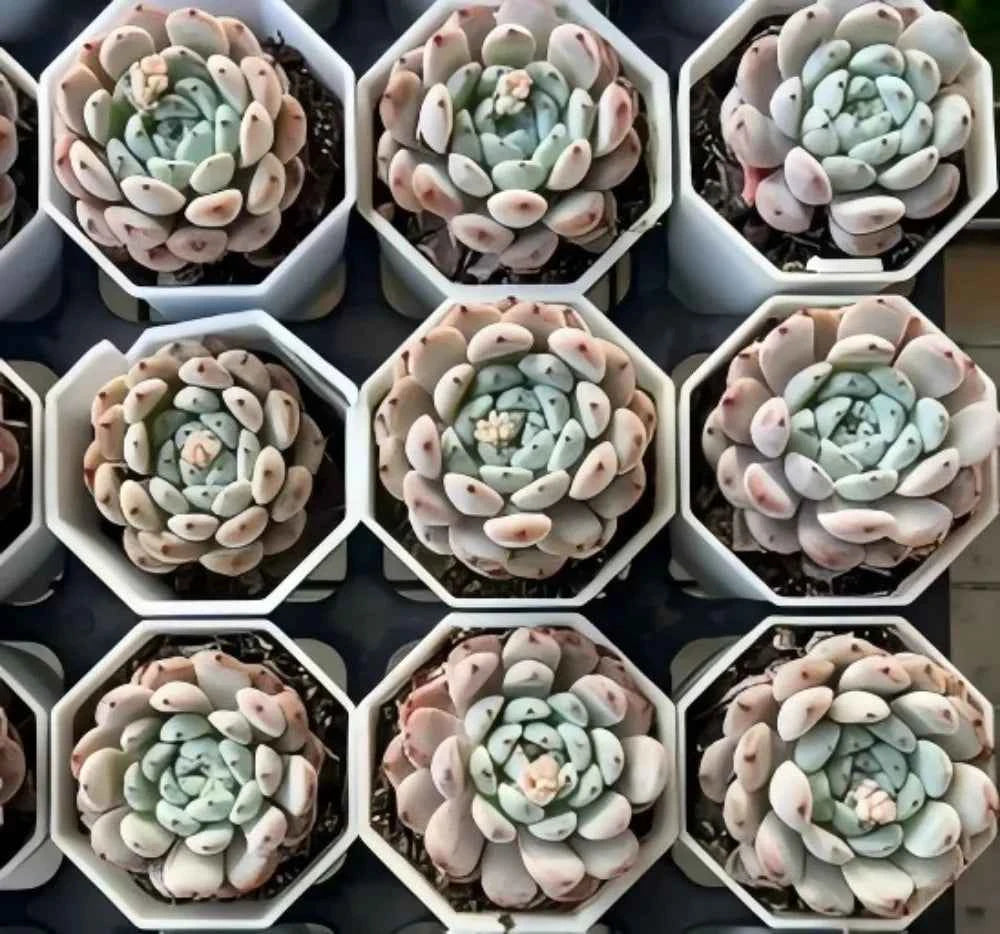 Echeveria Bianca rosette succulents in white hex pots, pale gray-green leaves