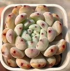 Echeveria Bianca rosette succulent in white rectangular tray, pale leaves with red spots
